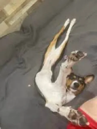 Sticker PharaohSog_by_TgEmodziBot - 1