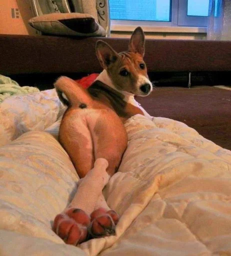 Sticker PharaohSog_by_TgEmodziBot - 1