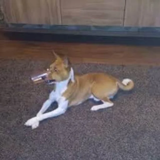 Стикер PharaohSog_by_TgEmodziBot - 1