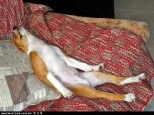 Стикер PharaohSog_by_TgEmodziBot - 1