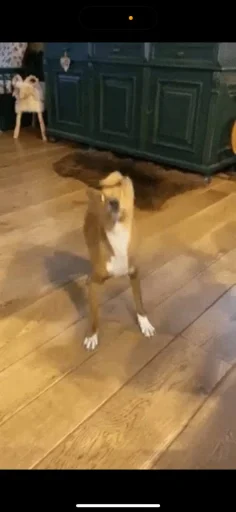 Sticker PharaohSog_by_TgEmodziBot - 1