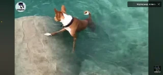 Sticker собака фараона @TgEmodziBot - 3