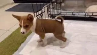 Sticker собака фараона @TgEmodziBot - 4