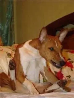 Sticker собака фараона @TgEmodziBot - 2