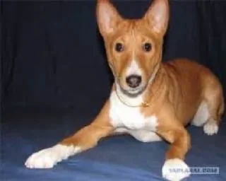 Sticker собака фараона @TgEmodziBot - 9