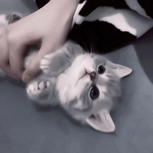 cat domestic cat small to medium-sized cats