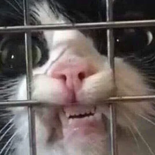 Sticker Фосфорный Страж - 0