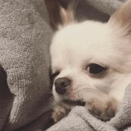 Dog @elias_heydari - 