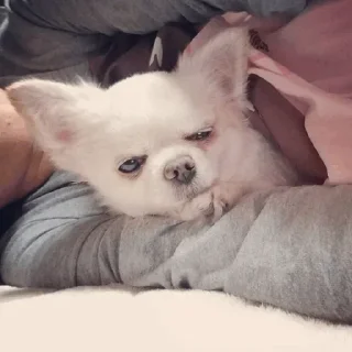 Sticker Dog @elias_heydari - 7