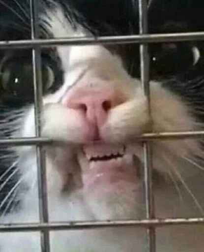 mammal animal whiskers