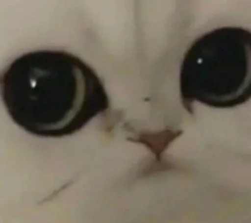 кошка животное млекопитающее