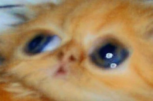 млекопитающее животное кошка