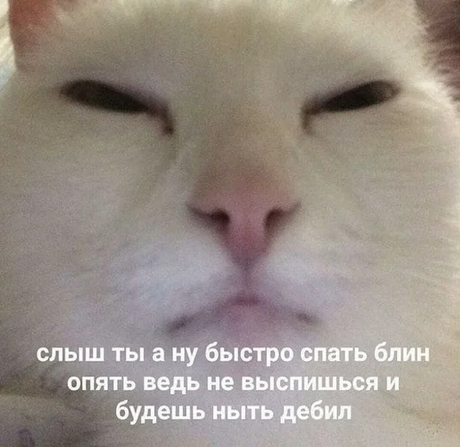 млекопитающее животное кошка