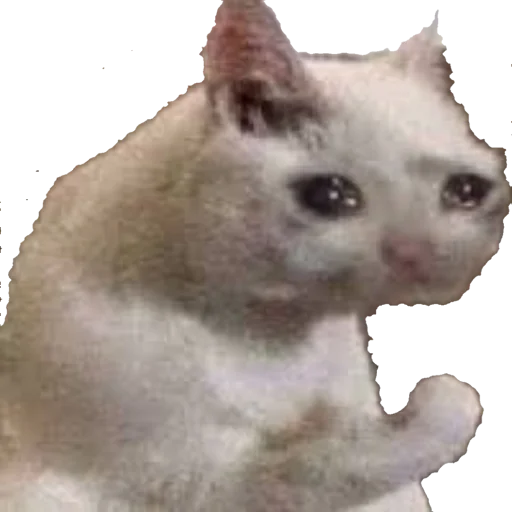 млекопитающее животное домашняя кошка