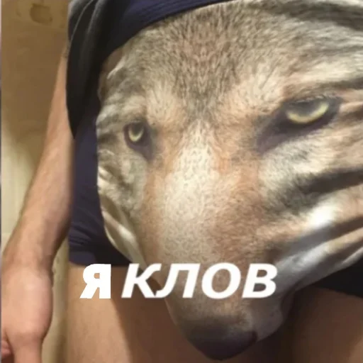 собака Человек голова