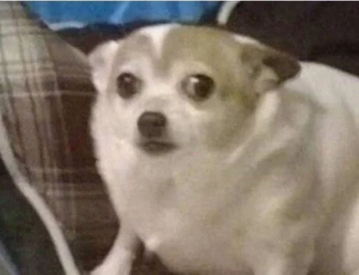 животное млекопитающее собака