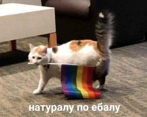 домашнее животное комнатный кошки малого и среднего размера