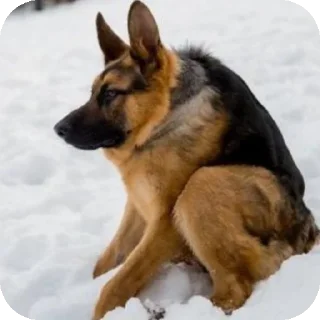 Стикер Пидераст - 7