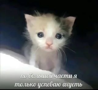 Sticker Пися попа члееееен - 7