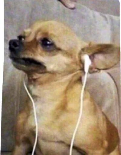 dog breed pet mammal