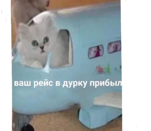 cat text small to medium-sized cats