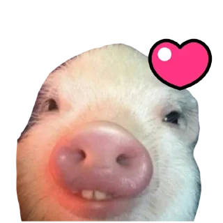 Sticker Поросята - 9