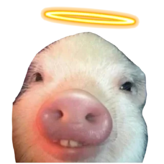 Sticker Поросята - 1