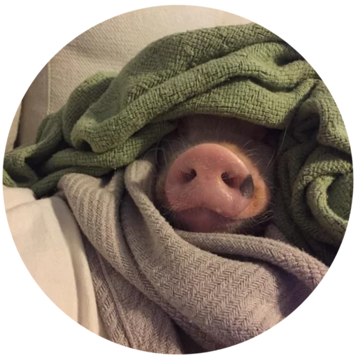 Sticker Pigminip - 1