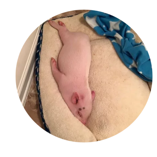 Sticker Pigminip - 1