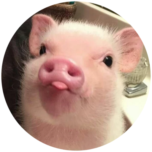 Стикер Pigminip - 1