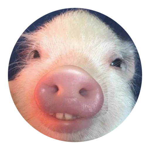 Sticker Pigminip - 1