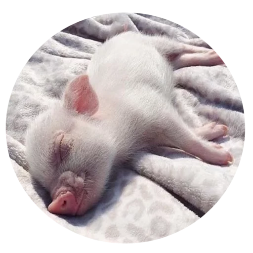 Стикер Pigminip - 1