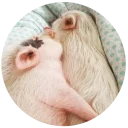 Стикер Pig - 5