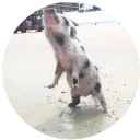 Стикер Pig - 0