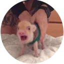 Стикер Pig - 1