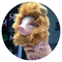 Стикер Pig - 11