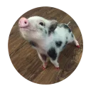 Стикер Pig - 7