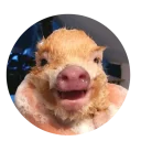 Стикер Pig - 4