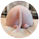 Стикер Pig - 10