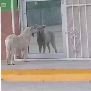 Стикер 🎃🎃🎃🎃 - 10