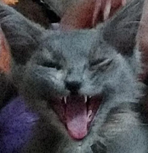 животное млекопитающее мех