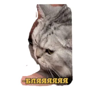 Sticker Пик-пак - 5