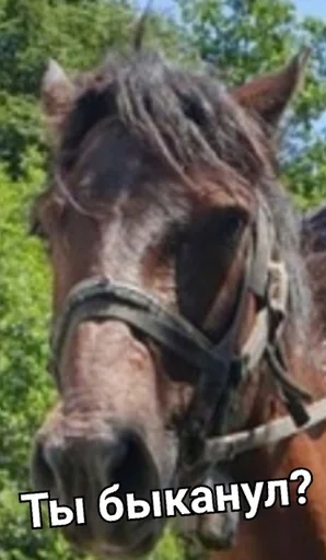 Стикер ШиЗаНуТыЙ ПаК By @Pikatutop by @fStikBot - 11