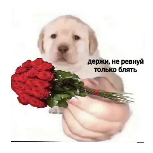 Стикер Пикчи<3 - 6
