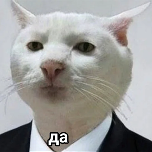 mammal animal domestic cat