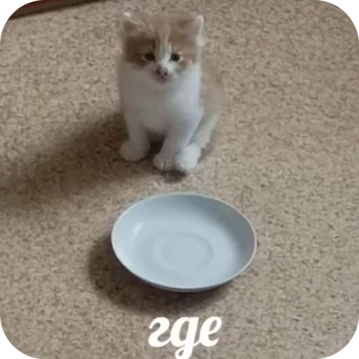 Стикер PikchiSKotikami1 - 1