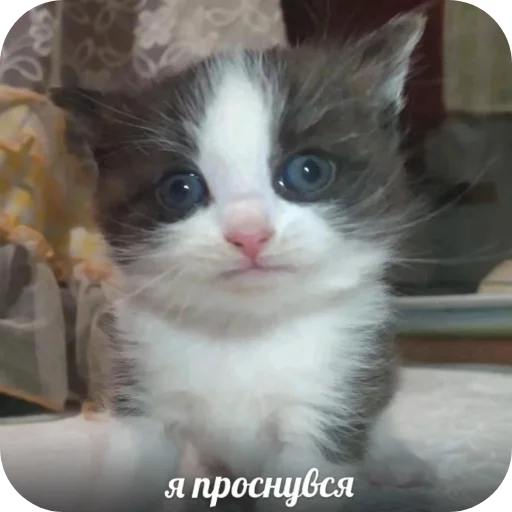 Стикер PikchiSKotikami1 - 1