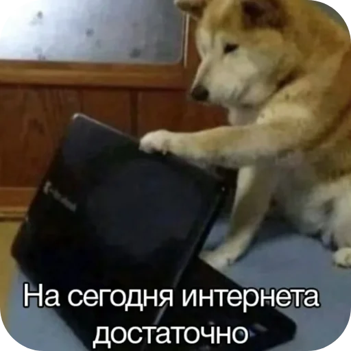 Стикер PikchiSKotikami1 - 1