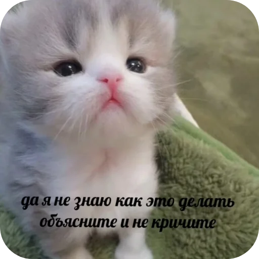 Sticker PikchiSKotikami1 - 1