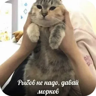 Стикер Пик4и - 8